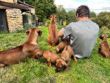 Chiots 100% Rhodesian Ridgeback