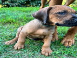 Chiots 100% Rhodesian Ridgeback