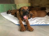 Chiots 100% Rhodesian Ridgeback