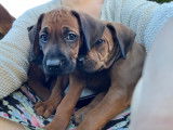 Chiots 100% Rhodesian Ridgeback
