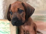 Chiots 100% Rhodesian Ridgeback