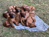 Chiots 100% Rhodesian Ridgeback