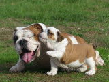 1 chiot femelle Bulldog Anglais LOF à vendre, née en juillet 2025