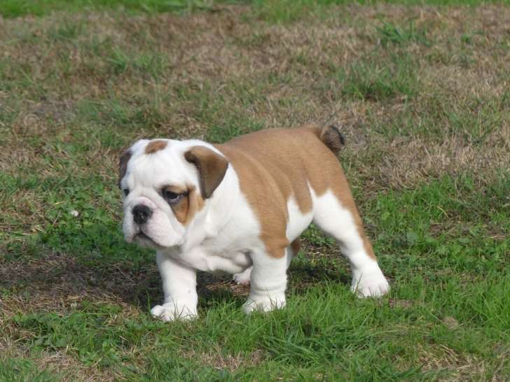 1 chiot femelle Bulldog Anglais LOF à vendre, née en juillet 2025
