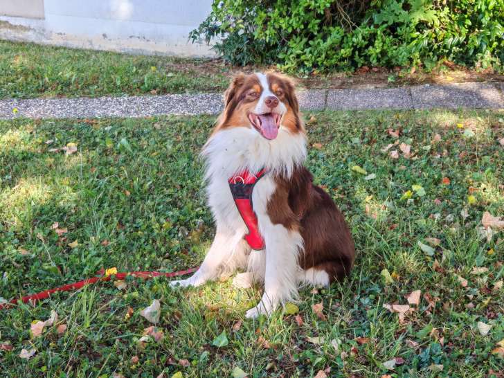 Mâle Berger Australien disponible pour saillie