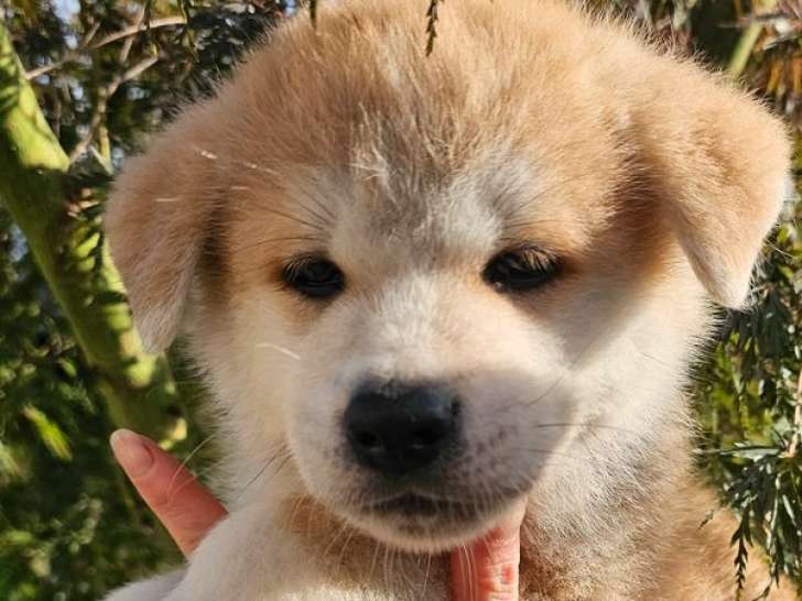À réserver, 4 chiots Akita Inus LOF