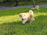 À réserver, 4 chiots Akita Inus LOF