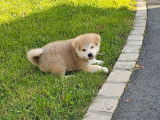 À réserver, 4 chiots Akita Inus LOF