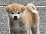 À réserver, 4 chiots Akita Inus LOF