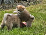 À réserver, 4 chiots Akita Inus LOF