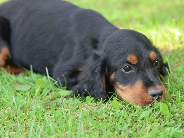 Chiots Setter Gordons LOF à vendre, 2 femelles et 5 mâles, nés en juillet 2025