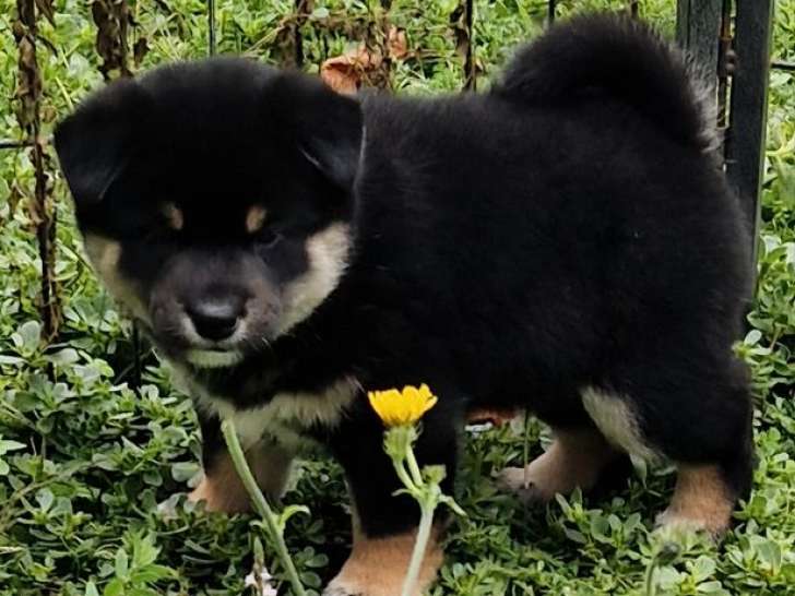 À réserver, 3 chiots Shiba Inus LOF, petits gabarits, nés en août 2025