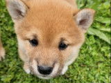 À réserver, 3 chiots Shiba Inus LOF, petits gabarits, nés en août 2025