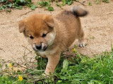 À réserver, 3 chiots Shiba Inus LOF, petits gabarits, nés en août 2025