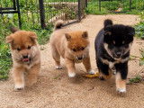 À réserver, 3 chiots Shiba Inus LOF, petits gabarits, nés en août 2025