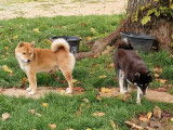 À réserver, 3 chiots Shiba Inus LOF, petits gabarits, nés en août 2025