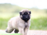 Des chiots Bergers Belges Tervuerens à réserver, nés en août 2025