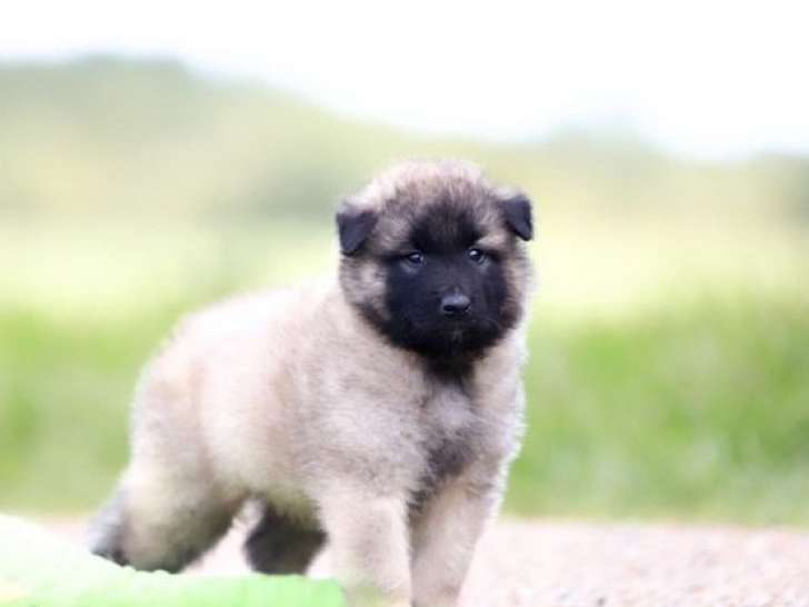 Des chiots Bergers Belges Tervuerens à réserver, nés en août 2025