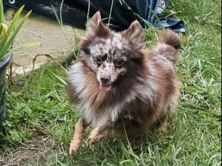 1 chien Spitz à vendre, né en 2024