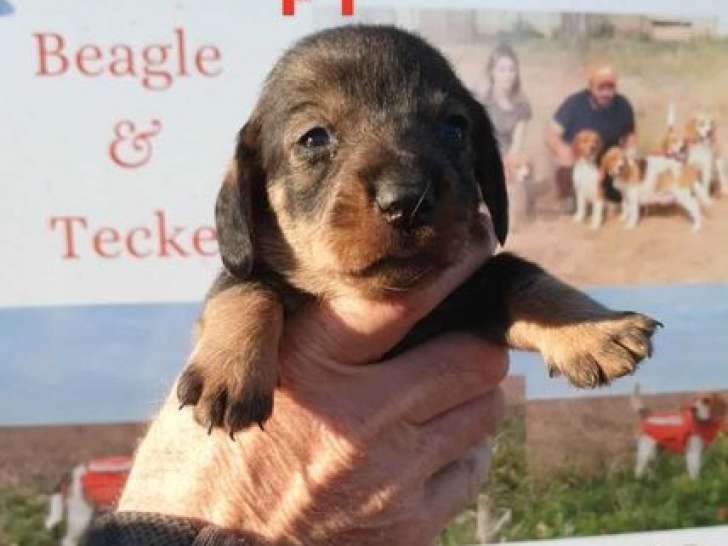 À réserver, 6 chiots Teckels poils durs standards LOF de septembre 2025, 3 mâles et 3 femelles