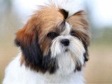 Chiot Shih Tzu femelle LOF née en mars 2025 à vendre