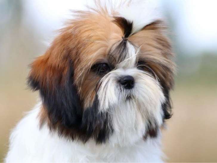 Chiot Shih Tzu femelle LOF née en mars 2025 à vendre