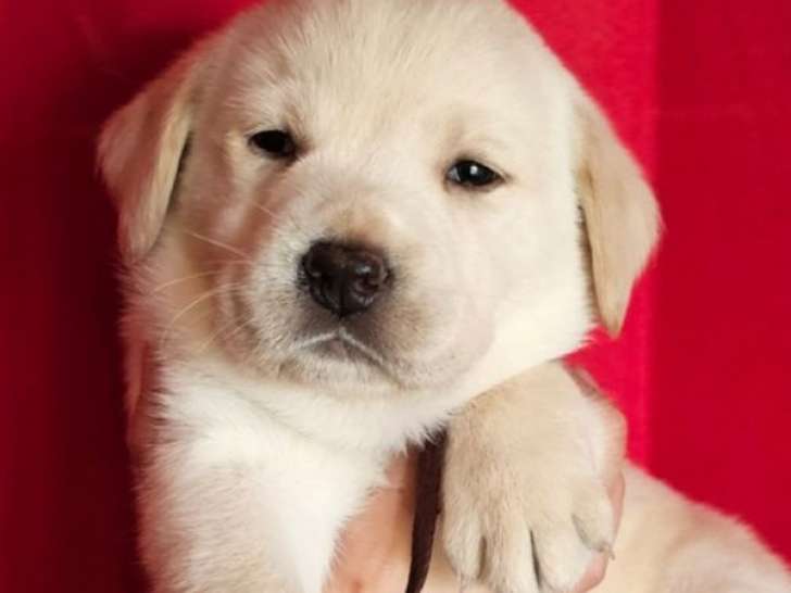 8 chiots Labradors sable LOF à réserver, nés e  octobre 2025