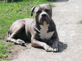 Femelle American Bully disponible pour saillie