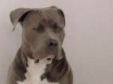 Femelle American Bully disponible pour saillie