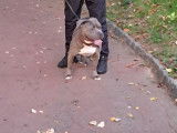 Femelle American Bully disponible pour saillie