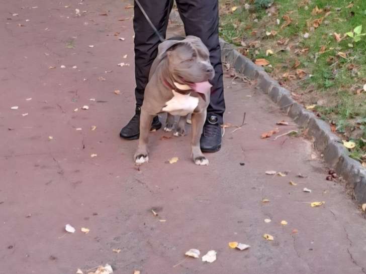 Femelle American Bully disponible pour saillie