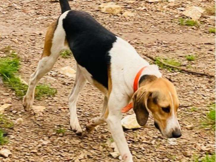 Chien à sanglier Anglo Français Complet mâle adulte à vendre