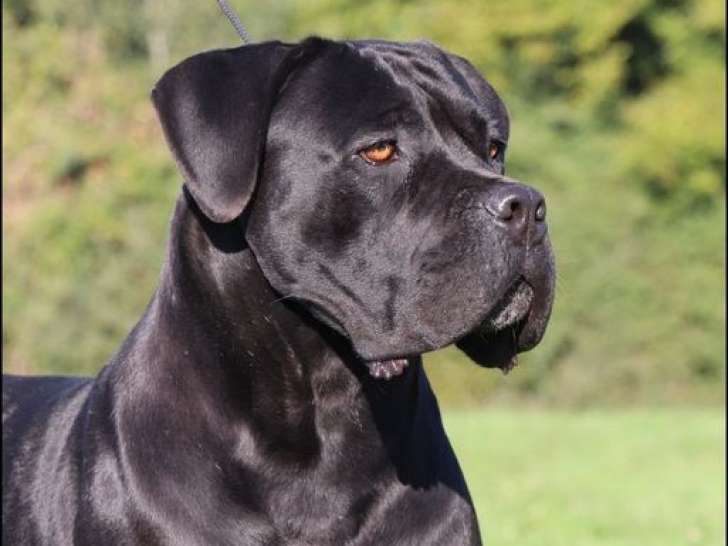 Chiots Cane Corso LOF à réserver, nés en 2025