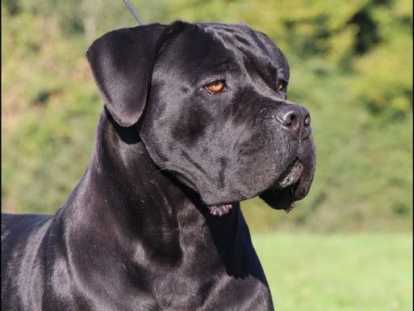 Chiots Cane Corso LOF à réserver, pour 2026