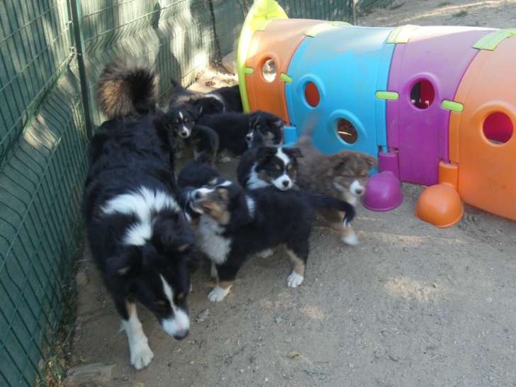 À réserver, 8 chiots Bergers Australiens LOF nés août 2025