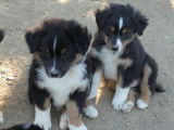 À réserver, 8 chiots Bergers Australiens LOF nés août 2025