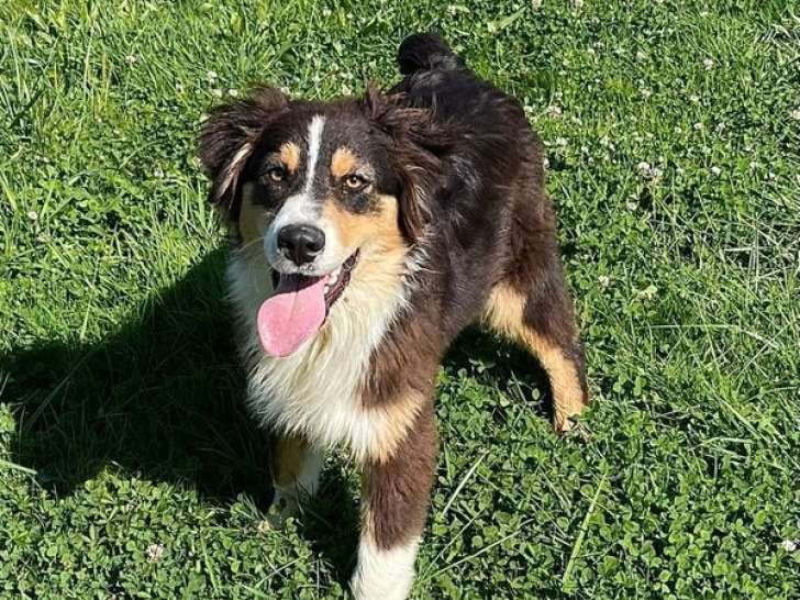 2 chiots Bergers Australiens LOF d’avril 2025 à vendre