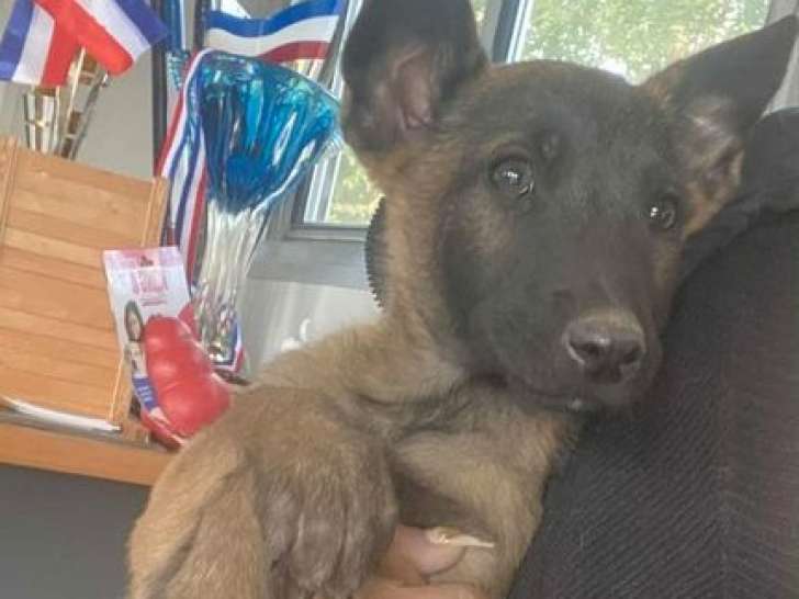 2 chiots Bergers Belges Malinois LOF de juillet 2025 à vendre