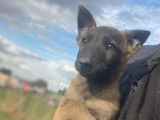 2 chiots Bergers Belges Malinois LOF de juillet 2025 à vendre