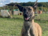 2 chiots Bergers Belges Malinois LOF de juillet 2025 à vendre