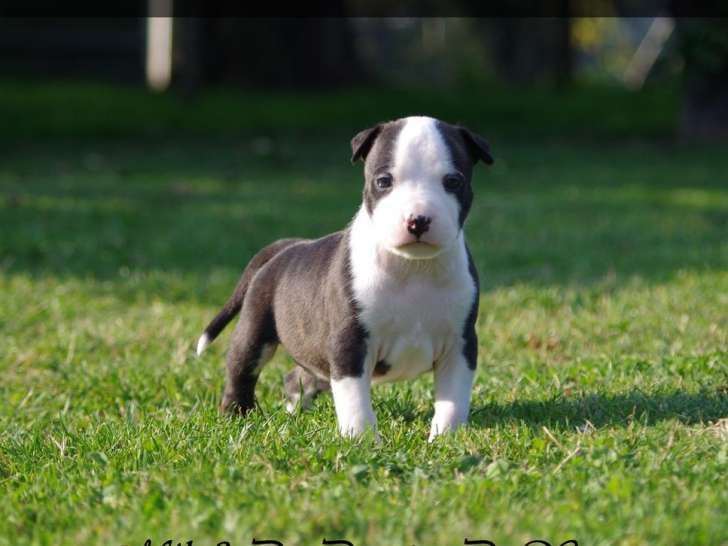 6 chiots American Staffordshire Terrier LOF d’août 2025 à réserver
