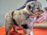 À vendre, 6 chiots Bergers Américains Miniatures LOF d’août 2025