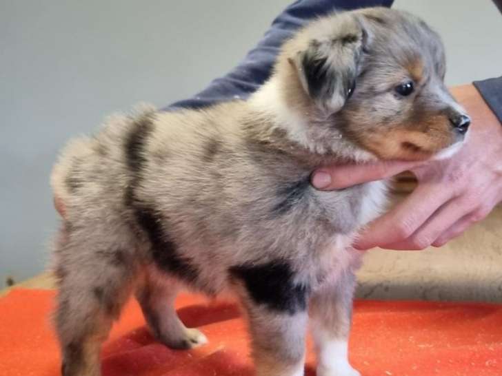 À vendre, 6 chiots Bergers Américains Miniatures LOF d’août 2025