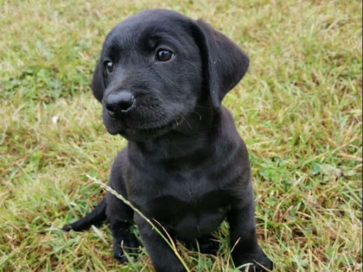 2 chiots mâles Labradors LOF noirs nés en juillet 2025 à vendre