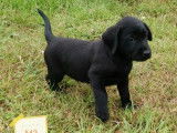 2 chiots mâles Labradors LOF noirs nés en juillet 2025 à vendre