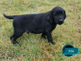 2 chiots mâles Labradors LOF noirs nés en juillet 2025 à vendre