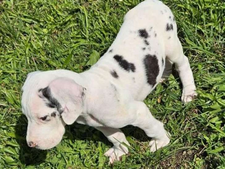 3 chiots Dogues Allemands de juillet 2025, femelles et mâle, LOF, à réserver