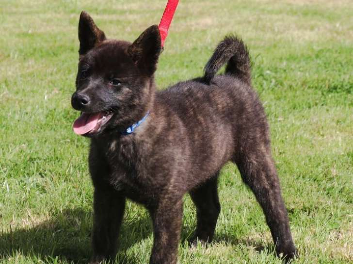 1 chiot femelle Kai Ken LOF de juillet 2025 à vendre, bringée