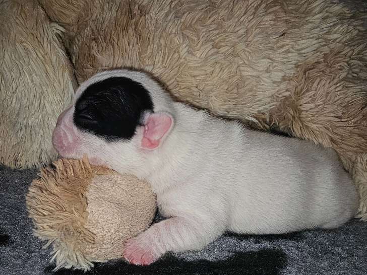 Chiots Bouledogue Francais LOF à vendre
