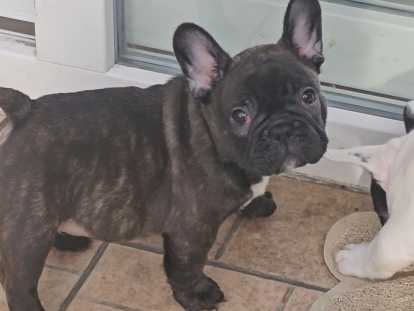 Aramis male bringeé